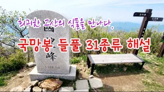 들풀 - 4월말 포천 국망봉 들풀 31종류 해설