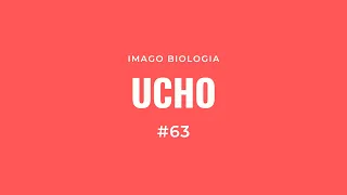 Ucho