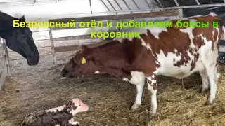 Безопасный отел, добавляем боксы в коровник