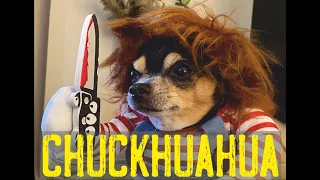 Chihuahua disfrazado de Chucky! El mejor disfraz de humor para perros! Chuckhuahua - Vídeo gracioso.