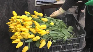 Разноцветные тюльпаны. Кто выращивает цветы к празднику?