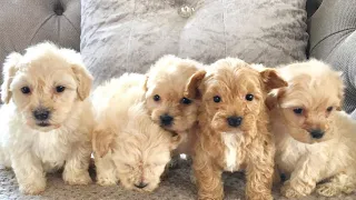 Cute Dogs Cutest Dogs in the world Maltipoo Puppies #1 Funny puppy Videos 2022 Compilation￼!!!