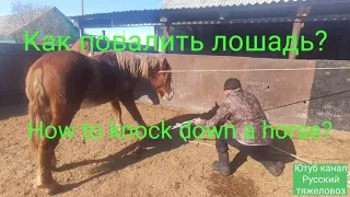 Как повалить лошадь?|How to knock down a horse?