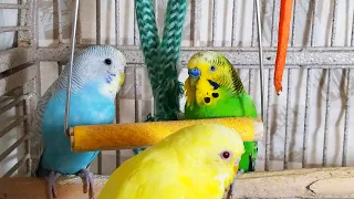 3.5 Hr Happy Parakeets Eating Singing Playing, Budgies Chirping. Reduce Stress of lonely Bird Videos
