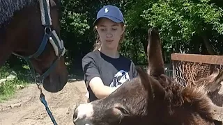 Знакомство Бархата 🐎 с разными персонажами🤪