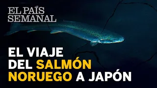 El viaje del salmón noruego a Japón | Reportaje | El País Semanal
