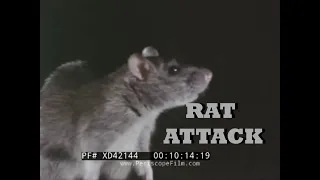 " RAT ATTACK "  BIZARRE RAT & RODENT CONTROL EDUCATIONAL FILM    XD42144