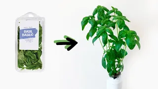 Basil - How to grow an UNLIMITED supply