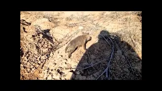 Lonely Baby Fox Found Cr.ying in Virginia Garden Rescued and Reunited with Mom