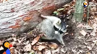 Raccoon Stuck Under Fallen Tree Rescued by Great Guys | The Dodo