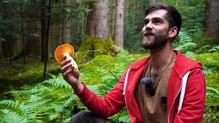 Pilze sammeln im August 🍄 Mit Max von @dergartenkanal 😁 Wissenswertes über Pilze 🌲🌳 Tipps vom Profi