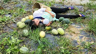 A 17-year-old single mother carries her child on her back to pick fragrant melons to sell the market