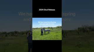 Stud Horse Release on the Ranch