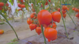 Tomate cu mucron: Melanet F1