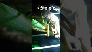 交尾中に食われたオスのカマキリ！#shorts #mantis #カマキリ