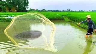 Best Net Fishing! Big Fish Hunting With Cast Net in Small Pond Near Rice Field