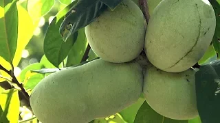 The Pawpaw Patch - Making It Grow