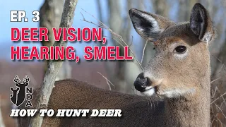 Deer Vision, Hearing, Sense of Smell, and Glands. How to Hunt Deer Ep. 3