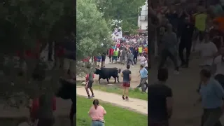 Tradicional "Vaca das cordas" em Ponte de Lima.