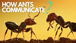 How do ANTS COMMUNICATE? - Ants and their complex communication methods