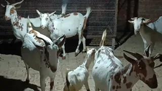 Top quality बरबरी बकरी फोर सेल Raju Bakra farm Sahawai Shahganj Jaunpur #video