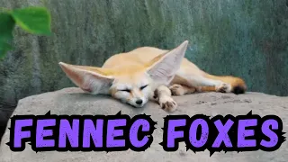 Cooldown with this compilation of FENNEC FOXES
