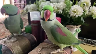 Frequently Raw Parrot Talking | PBI Official