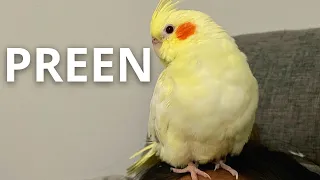 How Does A Cockatiel Preen Human