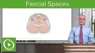 Fascial Spaces & Surgical Access to Trachea: Neck – Head and Neck Anatomy | Lecturio