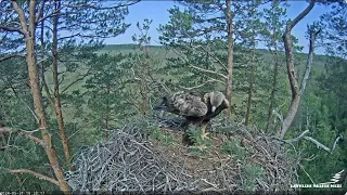 Ligzdas saimniece Spilve / Nest mistress Spilve  LVM Klinšu ērglis - Golden Eagle