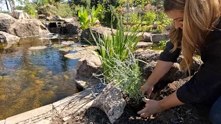 Planting Around the Beautiful Pond! 🌲🌾🌿 // Garden Answer