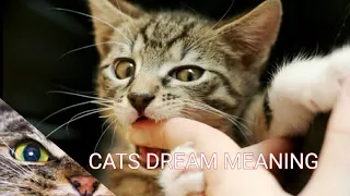 What do cats dreams mean? || Cats dream meaning || Cat angry at you- Cat biting you dream meaning