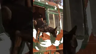 indian army dog training 🔥🇮🇳#shorts #army #viral #trending #share