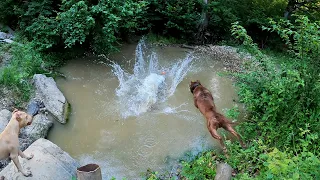 Первая прогулка Кими со Спайком на балку. Прыжки питбуля/прыжки в воду.