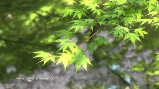 Zen Garden - Cherry Blossoms, Relaxation & Meditation - 50 minutes-l_YSyUpf8Ec