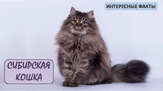 СИБИРСКАЯ КОШКА🐈/Кошки/Животные/Интересные факты