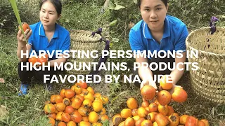 Harvesting persimmons in high mountains, products favored by nature | lizicy
