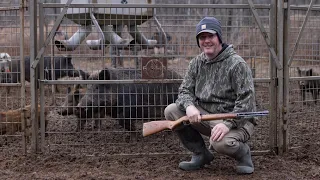 Trapped a huge wild hog sow and sounder. Big beaver trapping