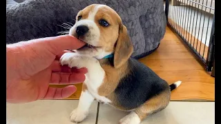 Funny Beagle Puppies Videos - Cute Beagle Howling - Beagle Barking - Beagle Puppy Learning to Howl