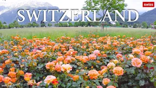 🏡🌺🌷 Beautiful Flowers in Interlaken Switzerland 🇨🇭 🌸 Top Tourist Destination in Europe | #swiss