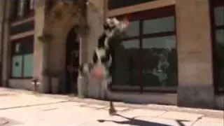 La Vaca Loca  Crazy Cow