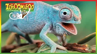 🦎 Zoboomafoo 248 | Buddies | Animal shows for kids | Full Episode | HD 🦎