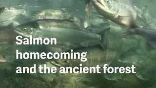 A guide to salmon homecoming and trees at the ancient forest