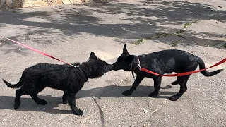 Щенок ВЕО и Щенок Немецкой Овчарки. Разница большая!