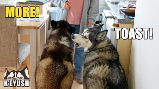 My Husky AND His Best Friend Argue With My Mum!