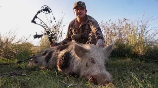 Bowhunting Australia (bowhunting pigs in Australia as they start to hit the winter crops)