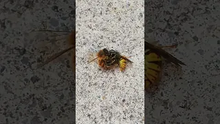 Bee fighting Wasp