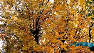 Красивые Осенние Мелодии 🍁 Очарование Осени 🍂