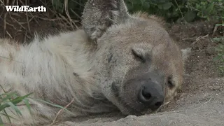 WildEarth - Sunset Safari - 30 January 2024