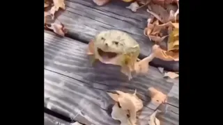 Jumping frog